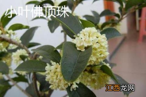 桂花树品种有几种 桂花树的品种有哪些，有什么特点