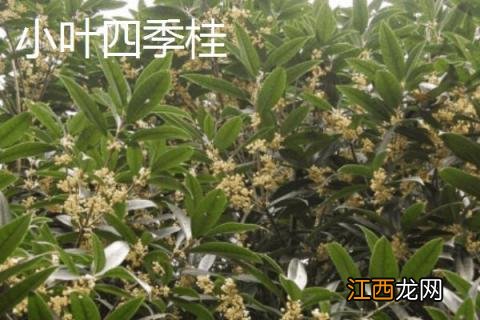 桂花树品种有几种 桂花树的品种有哪些，有什么特点