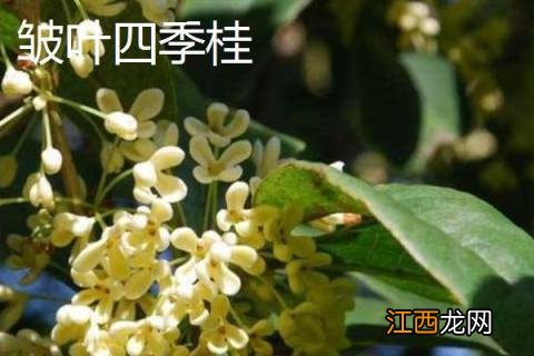 桂花树品种有几种 桂花树的品种有哪些，有什么特点