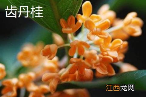 桂花树品种有几种 桂花树的品种有哪些，有什么特点