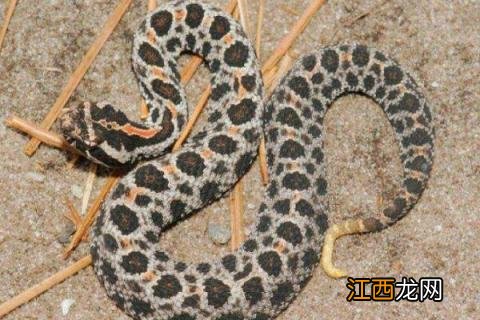 响尾蛇尾巴为什么会响,有什么作用 响蛇的尾巴为什么要响