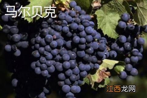 酿酒葡萄品种有哪些，不同品种产地不同