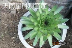 观音莲开什么样的花 观音莲开花吗，附观音莲的品种