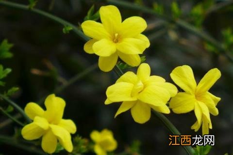 迎春花特点是什么，附迎春花的花期和繁殖方法