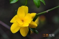 迎春花特点是什么，附迎春花的花期和繁殖方法