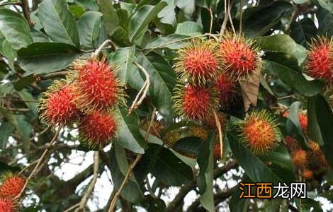 红毛丹的功效与作用 山竹的功效与作用