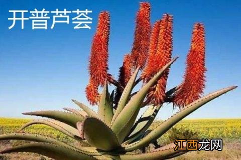 芦荟品种有哪些，附详细介绍 常见芦荟品种