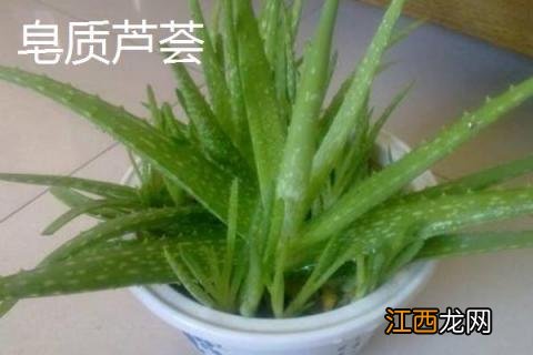 芦荟品种有哪些，附详细介绍 常见芦荟品种