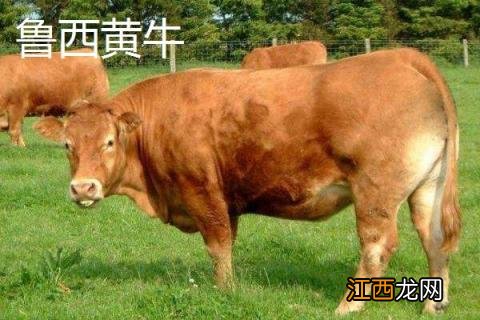 肉牛的品种都有哪些，如何养牛才能赚钱