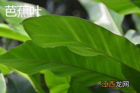 粽子叶是什么植物的叶子 广东粽子叶是什么植物的叶子