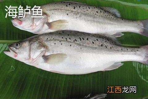 河鲈鱼和海鲈鱼的区别，栖息环境、外形和口感均有差异