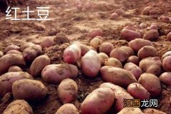 红土豆和白土豆有什么区别，外观、营养价值、价格和口感均不同