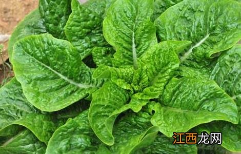 春菜的营养价值 春菜的营养价值高吗