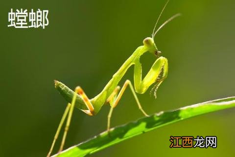 蜱虫的克星是什么 蜱虫天敌是什么