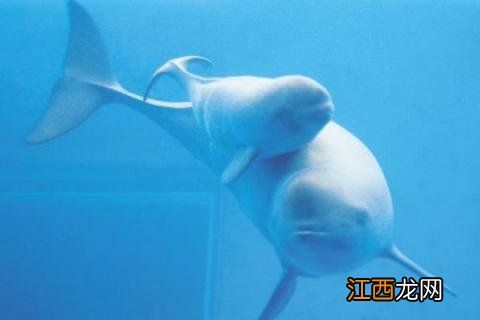 海豚是海洋哺乳动物吗 海豚是哺乳动物吗，主要分布在哪里