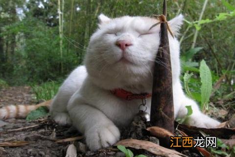 猴子尾巴的作用是什么，其他动物的尾巴有什么作用