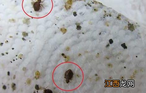 臭虫咬有什么症状 臭虫咬的症状有哪些