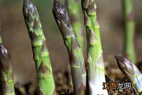 芦笋什么季节种植最好 芦笋什么季节吃，附芦笋种植条件