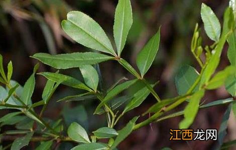 花椒水的功效与作用 花椒水泡脚的功效与作用