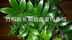 竹柏能长期放在室内养吗 家里养竹柏好不好