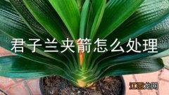 君子兰夹箭怎么处理视频 君子兰夹箭怎么处理