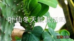 叶仙冬天怎么养护 叶仙冬天能栽活吗