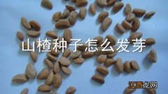 山楂种子怎么发芽小苗图片 山楂种子怎么发芽