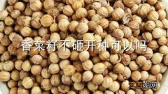 香菜籽不砸开种可以吗 香菜籽没弄碎种植了咋办