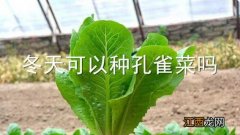 冬天可以种孔雀菜吗北方 冬天可以种孔雀菜吗