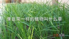 像韭菜一样的植物叫什么草 像韭菜一样的植物叫什么草可治疗鼻炎