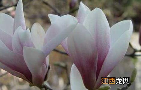 玉兰花茶的功效与作用禁忌 玉兰花茶的功效与作用