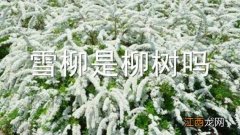 雪柳是什么树 雪柳是柳树吗