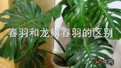 春羽和龙鳞春羽的区别 春羽和龙鳞春羽一样吗