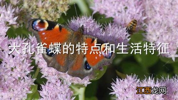 大孔雀蝶的特点和生活特征 大孔雀蝶的特点和生活特征有哪些