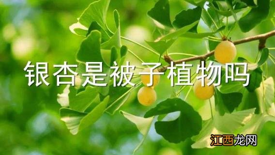 银杏是被子植物吗 银杏是被子植物吗有毒吗