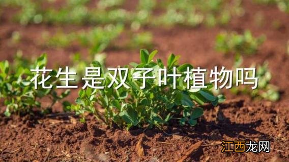 花生是双子叶植物吗 花生是双子叶植物吗为什么