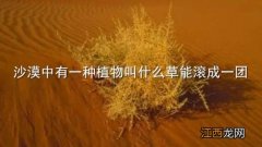 沙漠中有一种植物叫什么草能滚成一团