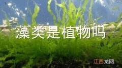 藻类是植物吗,生物书 藻类是植物吗