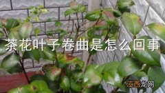 茶花叶子卷曲是怎么回事啊 茶花叶子卷曲是怎么回事