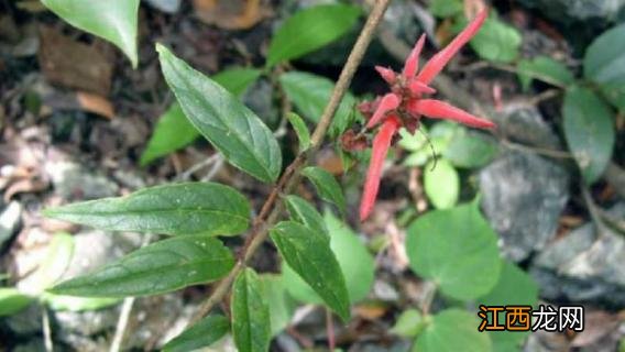 茎花板根什么现象 茎花与板根