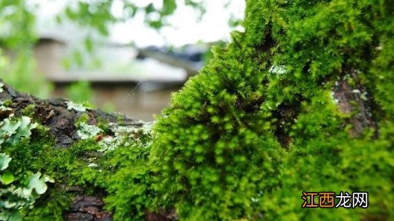 水台是什么植物类型 水台是什么植物