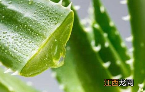库拉索芦荟生吃有什么好处 生吃库拉索芦荟的作用