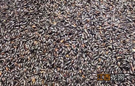 黑米吃多了会怎么样 黑米吃多好吗