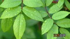 植物睡眠现象原因和生物学意义 植物睡眠现象