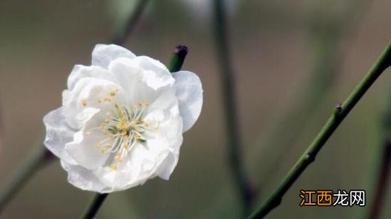 梅花有白色的吗 梅花是白色的还有红色的