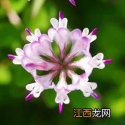 紫英仙株是什么植物 紫云英是什么科类的植物