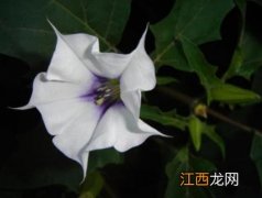 情花是什么花 微信表情花是什么花