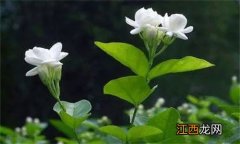 茉莉花掉花苞是怎么回事 水培茉莉花掉花苞是怎么回事