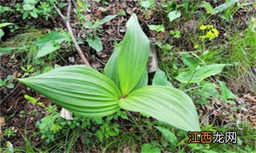 山露是什么植物的果实 山露是什么植物