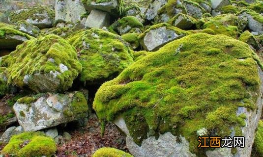 苔藓植物长不高是因为什么原因 苔藓植物长不高是因为什么原因造成的